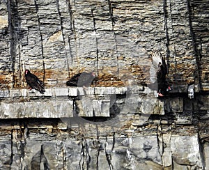 Turkey Vultures fly around and roost on waterfall gorge wall ledge in NewYorkState