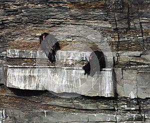 Turkey Vultures roost on a NYS glacial gorge cliff ledge