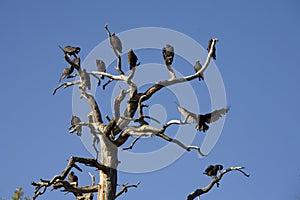 Turkey Vultures roosting in a snag