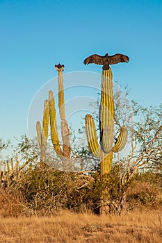 Turkey vultures sitting on cactus and dry their wi