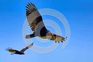 Turkey Vultures photo