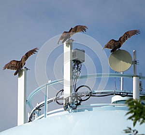 Turkey Vultures on a Water Tower