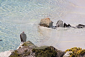 Turkey Vulutre, Gypsy cove Falklands