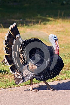 Turkey on a walk