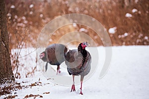 Turkey walking in the snow on a trail