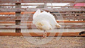 Turkey walks on a farm. Organic animals farm. Selective focus