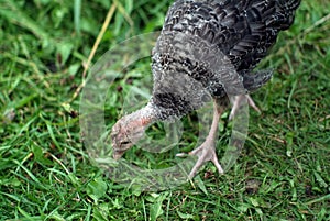 Turkey walks on the grass in the zoo