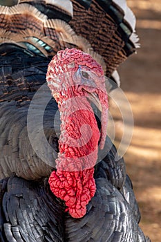 Turkey wandering freely in the grounds at Babylonstoren Farm, Franschhoek, South Africa