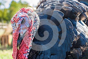 Turkey in Washington, Texas