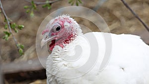 turkey with white plumage looking at the camera