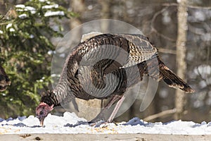 A turkey in a winter scene