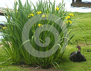 Turkey beside yellow irises.