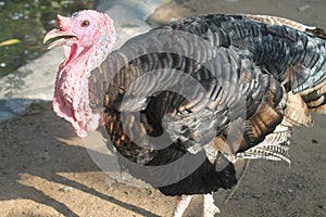 Turkey in the zoo