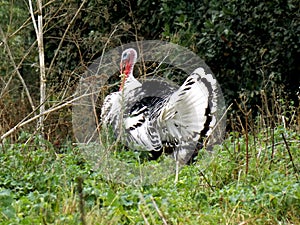 Turkeycock