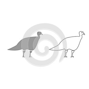 Turkeycock grey set icon .