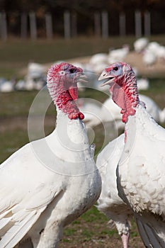 Turkeys photo
