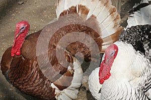 Turkeys photo