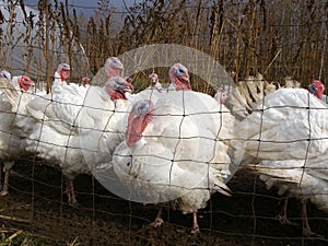 Turkeys