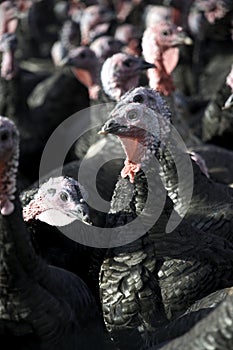 Turkeys photo
