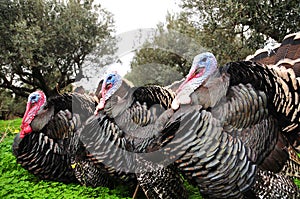 Turkeys