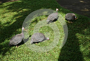 Turkeys in Bali, a park of birds and reptiles