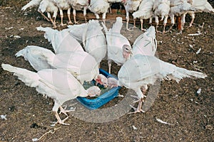 Turkeys on the farm yard