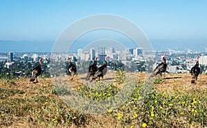 Turkeys grazing on the hills with downtown Oakland on Background