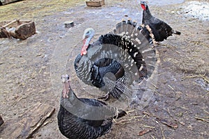 Turkeys on the ground are alarmed aggressive tail dissolved purple head.