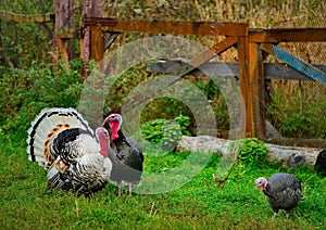 Turkeys on the lawn