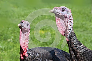 Turkeys Meleagris gallopavo f. domestica photo