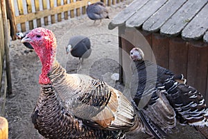 Turkeys and other domestic fowl in a poultry yard