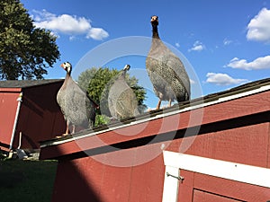 turkeys perched on top of a red chicken coop