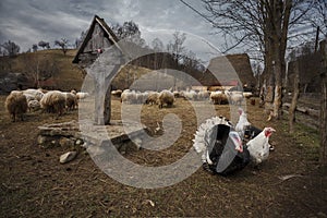 Turkeys and sheep in a traditional farm