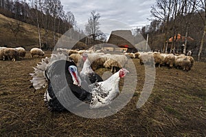 Turkeys and sheep in a traditional farm