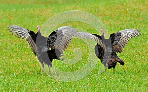 Turkeys spreading their feathers and strutting photo