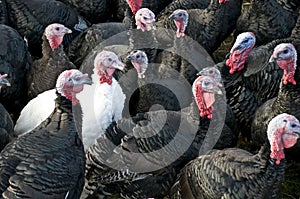 Turkeys Three
