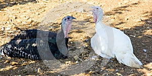 Turkeys