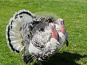 Turkeys photo