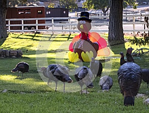 Salvaje pavos alrededor acción de gracias sobre el 