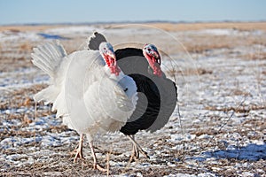 Turkeys in winter field