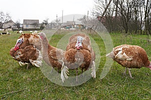 Turkeys in the yard. Poultry on the farm. A brown turkeys walks in the yard