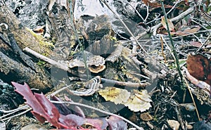 Turkeytail Mushrooms