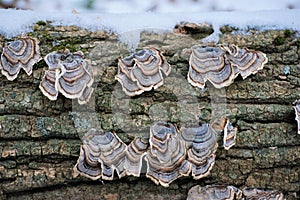 Turkeytail shelf fungus on dead wood with snow