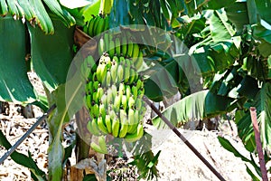 Turkish Anamur Bananas photo