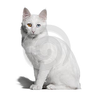 Turkish Angora (18 months old) photo