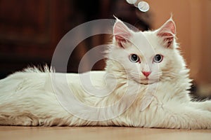 Turkish angora cat photo