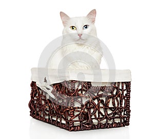 Turkish Angora cat in wicker basket