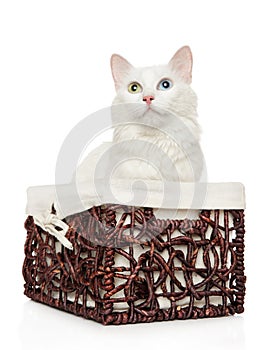 Turkish Angora cat in wicker basket