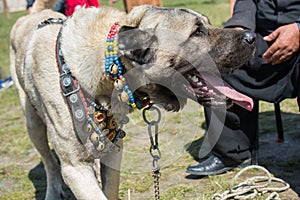 Turkish breed shepherd dog Kangal as guarding dog