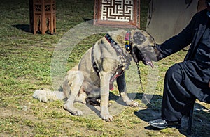 Turkish breed shepherd dog Kangal as guarding dog